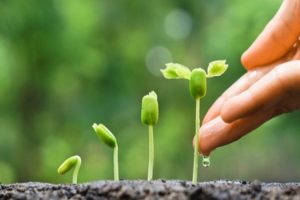 Types de microfertilisants et mode d'emploi