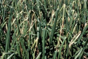 How to deal with powdery mildew on onions folk remedies?