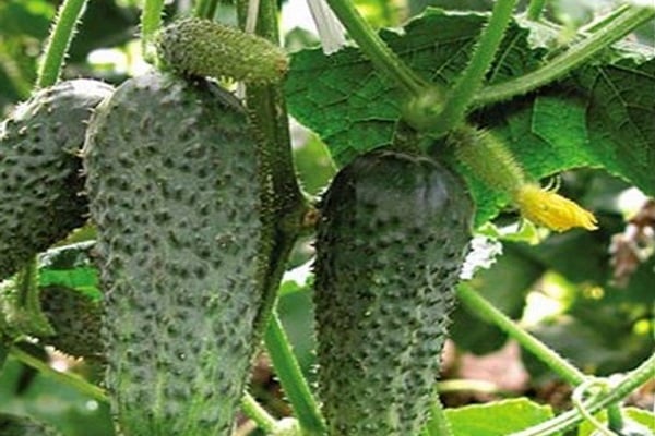 cucumbers Aristocrat