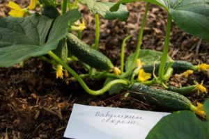 Description of cucumbers varieties Babushkin secret f1, growing and care