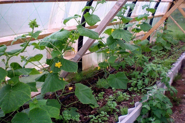 cylindrical fruits