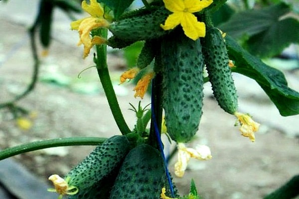 planting cucumbers