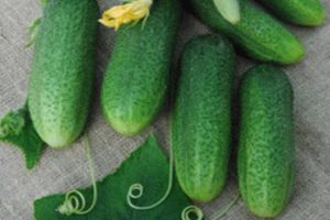 Description of the Dolomite cucumber variety, its characteristics and yield