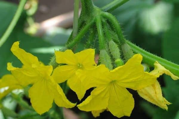 cucumbers bloom