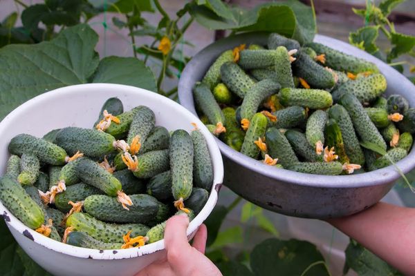 cucumbers in a basin