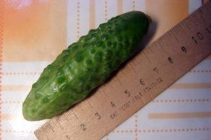 Description of the Dragoon cucumber variety, its characteristics and yield