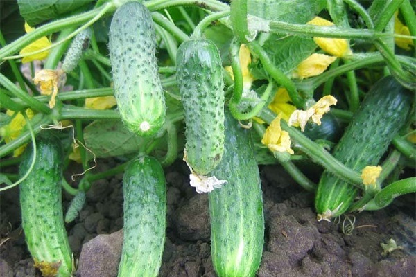 cucumber square dance