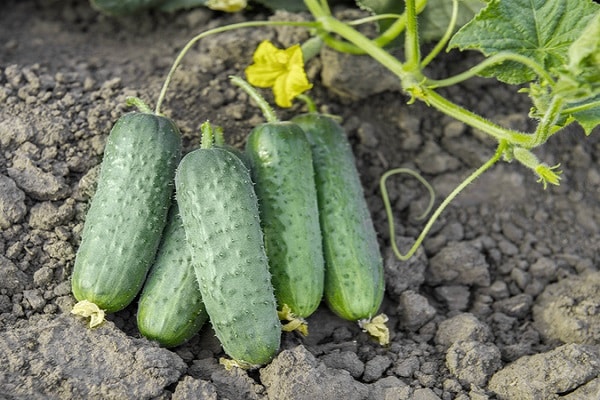 plant cucumbers