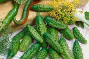 Description of the Quadrille cucumber variety, features of cultivation and care