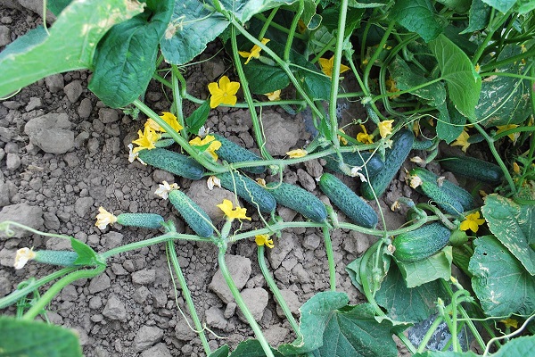 ressemblent à des cornichons