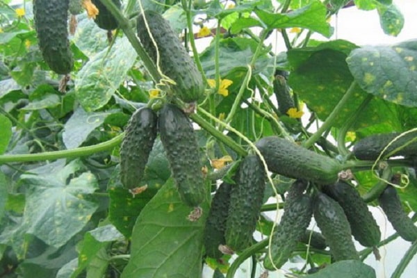 cucumber Kumanek