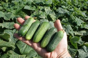 Description de la variété de concombre Moravian Gherkin, caractéristiques de culture et de soins