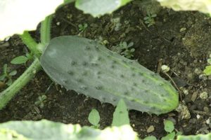 Description and cultivation of cucumbers varieties Petersburg Express f1