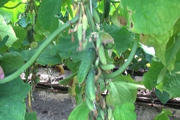 Description of the Siberian Express cucumber variety, features of cultivation and care