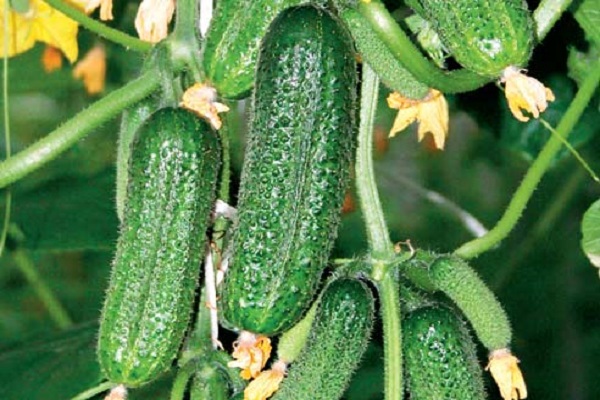 planter une variété