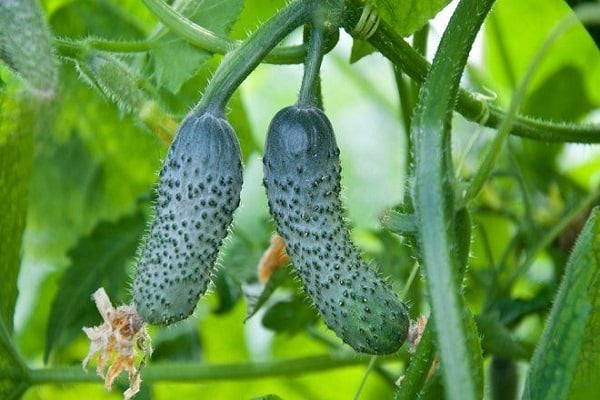 immunity of cucumbers