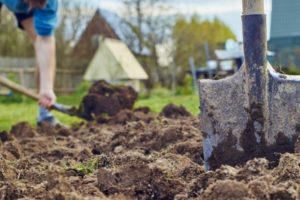 Main and pre-sowing tillage after corn