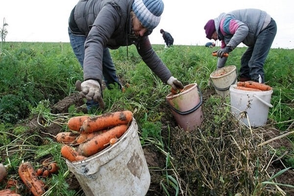 terre pour la plantation