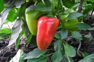 Description of pepper varieties Latino, Ekaterina and Kupets, their characteristics and yield