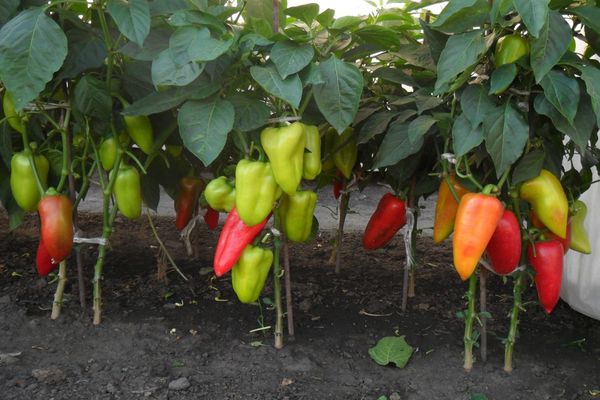 growing pepper