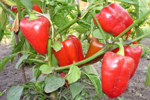 pepper in the garden