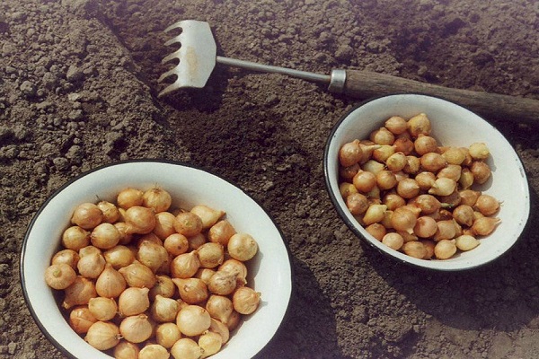 storage of seeds