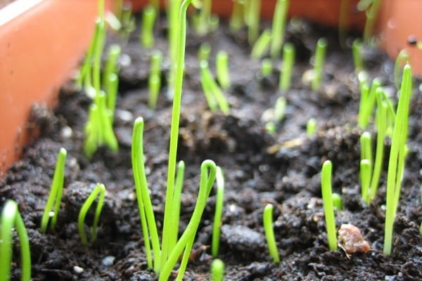 plantation sur un navet