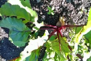 Why beets are in color and in an arrow, what should I do?