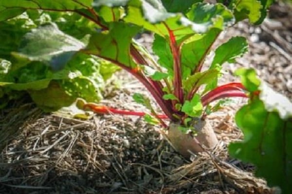 soil preparation