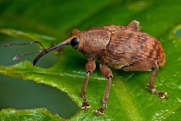 weevil