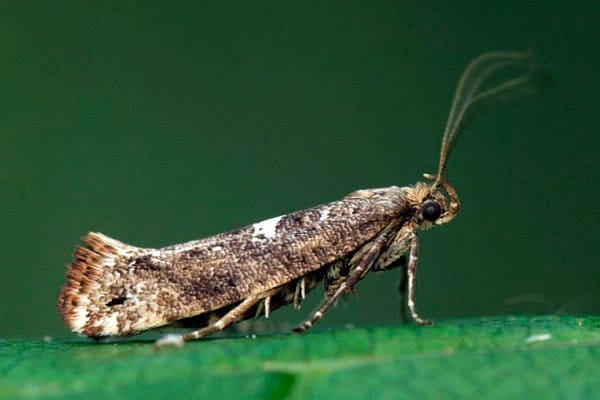 papillon de l'oignon