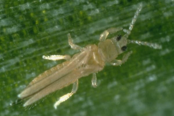 onion thrips