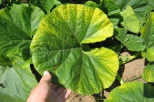 Why do pumpkin leaves start to turn yellow in the open field and what to do?