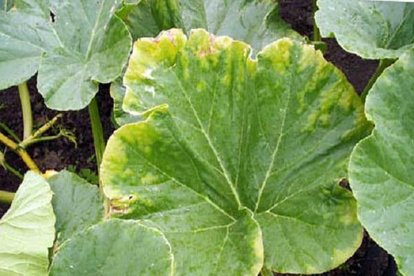 pumpkin leaves