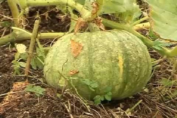 puceron du melon