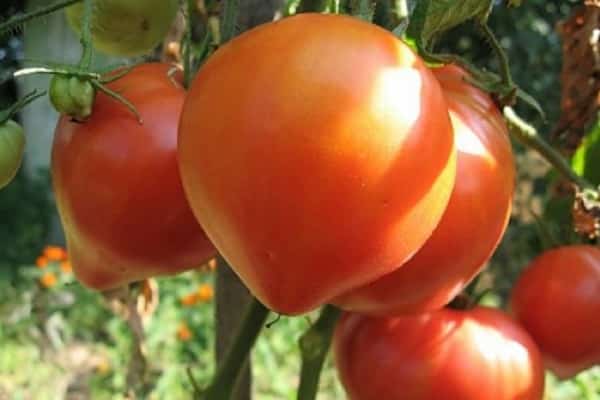 mejores tomates