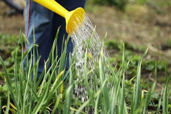 water onions