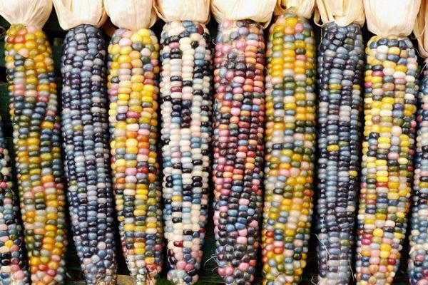 multicolored corn