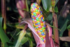 Penerangan mengenai jenis jagung pelbagai warna, penggunaannya