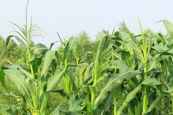 producción de palomitas de maíz