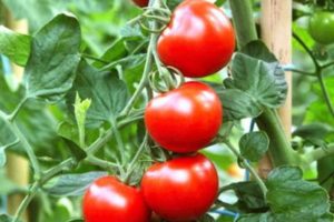 Description de la variété de tomates dômes russes, caractéristiques de culture et d'entretien