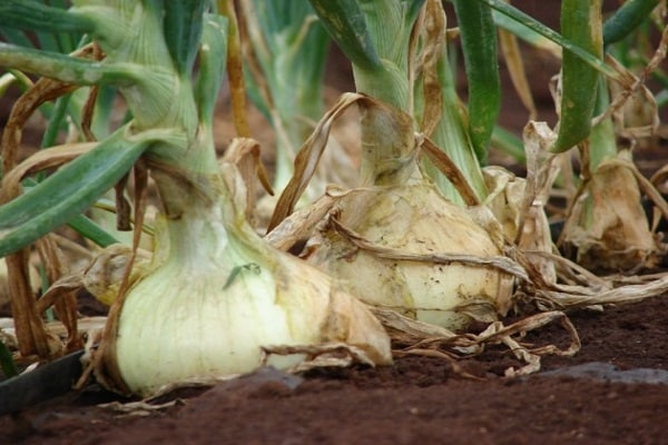 crop planting