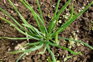 Plantar, cultivar y cuidar cebollas familiares en campo abierto.