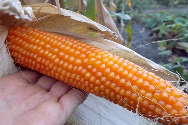 harvesting corn