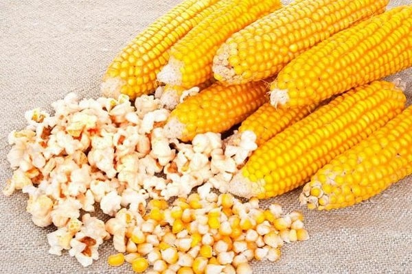 popcorn corn