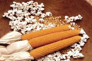 Nama varieti jagung untuk popcorn, penanaman dan penyimpanannya