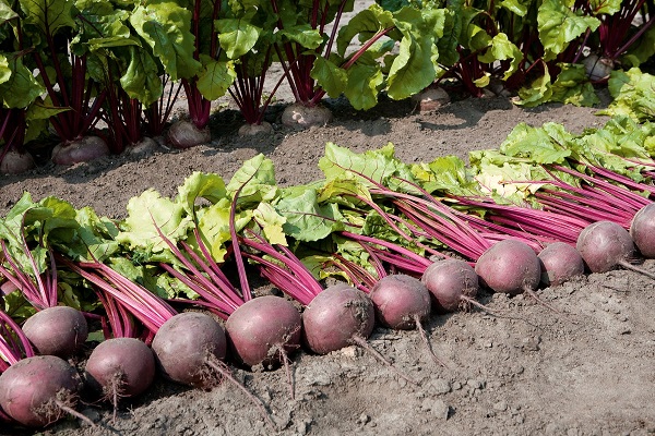 root vegetable diameter