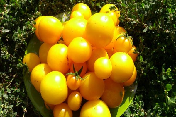 yellow tomatoes