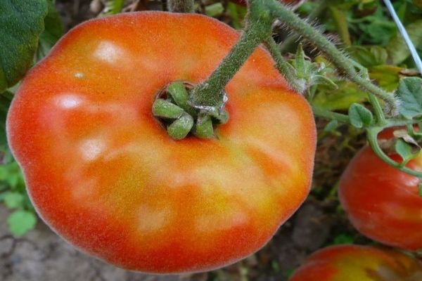 tomato seedlings