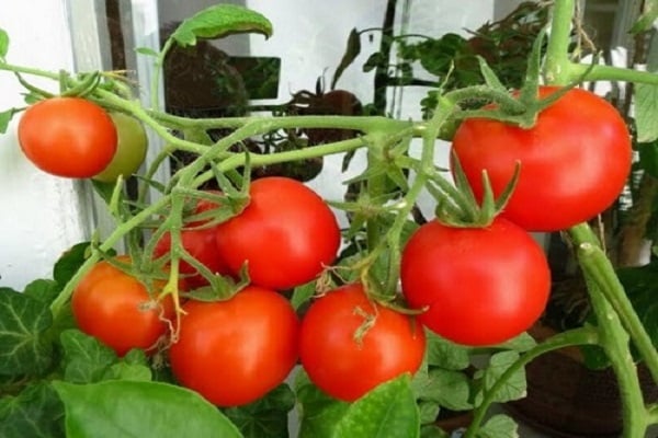 Tomato merah